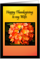 Wife Happy Thanksgiving, Beautiful Golden Orange Flower Card