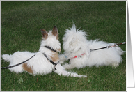 Coton, Jack Russell Valentine’s Day card