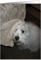 Goodbye--I’ll miss you, white dog card