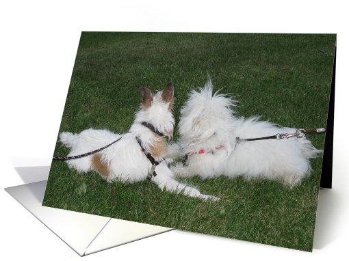Coton, Jack Russell Anniversary card (559297)