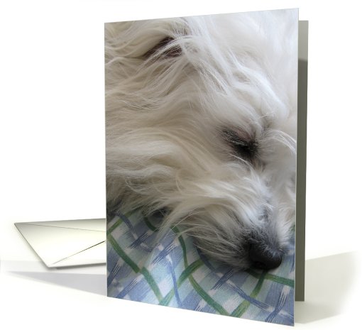 Get Well--Fibro white dog card (572175)