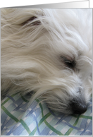 Get Well--Fibro white dog card