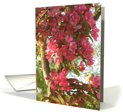 Happy spring--crab apple card (575047)