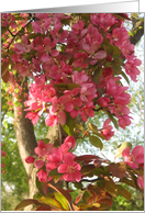 Happy spring--crab apple card