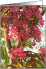 Earth day--flowering tree card