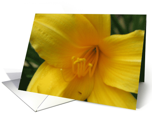 Easter--yellow lily card (575515)