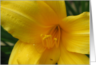 Easter--yellow lily