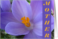 Mother’s Day--Crocus card