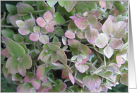 Happy Birthday--French, hydrangea card