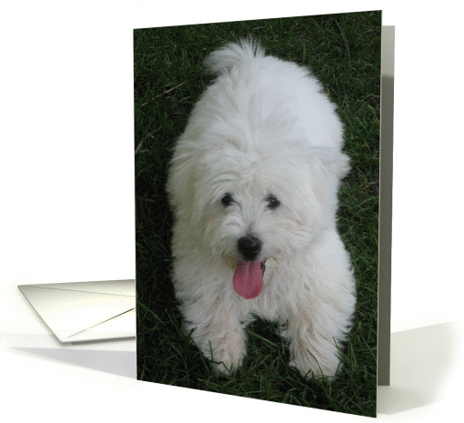 Happy Birthday--From Pet, White Dog card (695386)