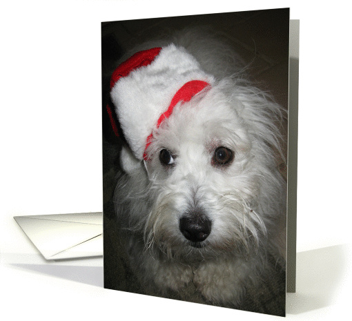 Merry Christmas, Dog in Santa Hat card (695392)