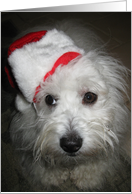 Merry Christmas, Dog in Santa Hat card
