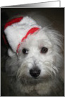 Merry Christmas, Dog in Santa Hat card