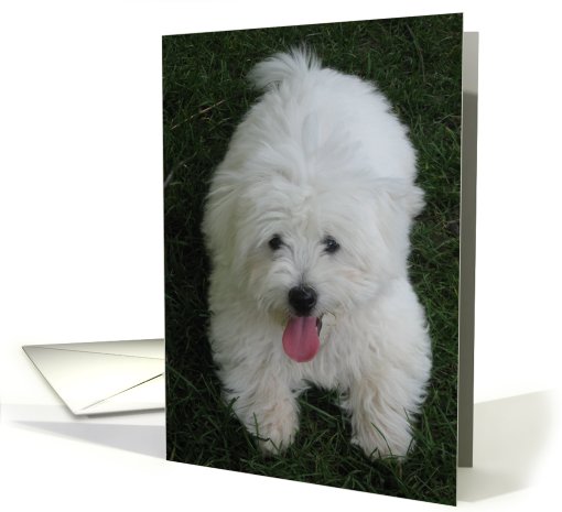 Invitation--Dog Birthday Party card (695403)