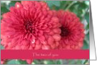 Congratulations--Wedding, Pink Mums card