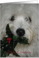 Merry Christmas--Coton Dog with Holly card