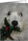 Merry Christmas--Coton Dog with Holly card
