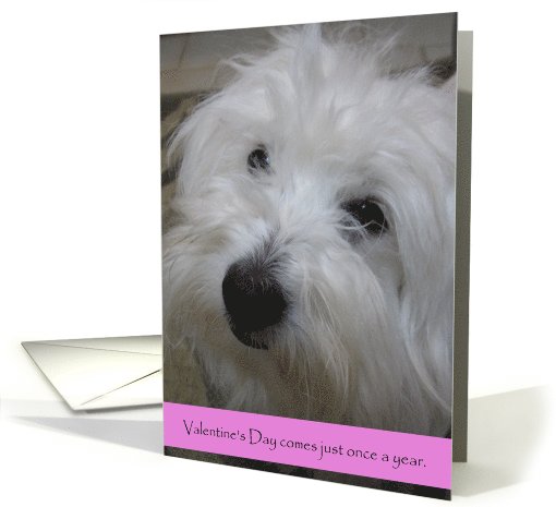 Holidays--Happy Valentine's Day--Coton Dog card (756967)