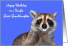 Birthday To Great Granddaughter, Raccoon smiling with white dentures card