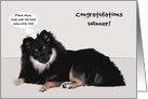 Congratulations, dog show, general, Sable Pomeranian with talk bubble card