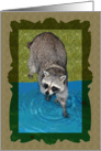 Any Occasion Blank Note Card, Raccoon with hands in water’s edge card