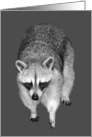Blank Any Occasion Note Card, Beautiful raccoon on a gray background card