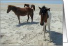 Blank Note Card, All Occasion, Wild Horses on a white beach, blue sky card