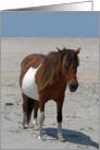 Blank Note Card, All Occasion, Wild Horse on a white beach, blue sky card