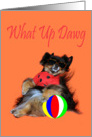 Blank All Occasion Note Card, Pomeranian in sunglasses with beach ball card