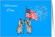 Veterans Day, general, armed raccoons with a flag and fireworks, blue card