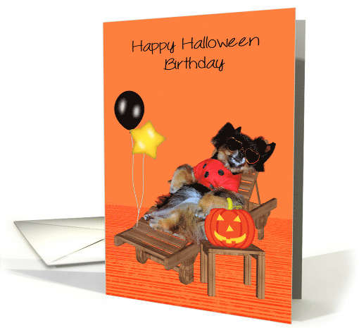 Birthday on Halloween, general, Pomeranian in bug costume, orange card