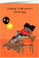 Birthday on Halloween, general, Pomeranian in bug costume, orange card