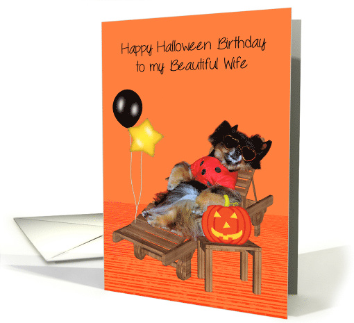 Birthday On Halloween to Wife, Pomeranian in bug costume, orange card