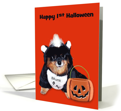 1st Halloween, general, Pomeranian in Skunk costume on orange card