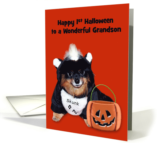 1st Halloween to Grandson, Pomeranian in Skunk costume on orange card