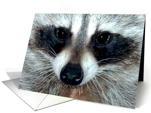 Any Occasion Blank Note Card, close up of a beautiful raccoon card