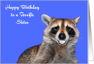 Birthday To Sister, Raccoon smiling with pearly white dentures on blue card