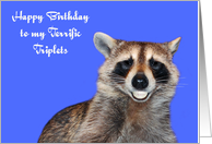 Birthday To Triplets, Raccoon smiling with pearly white dentures, blue card