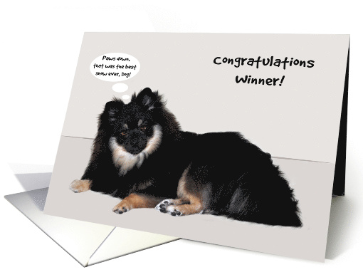 Congratulations, dog show, general, Sable Pomeranian with... (1335952)