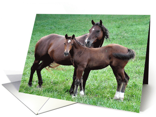 Mother's Day with a Mother hHrse and her Colt in a Grassy Field card