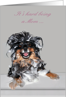 Encouragement for a mom, soapy, smiling Pomeranian in bath on gray card