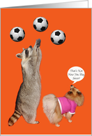 Thank You to Coach a Raccoon and Pomeranian with Soccer Balls card