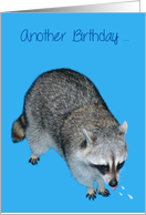 Birthday with a Raccoon Giving a Raspberry about Another Birthday card