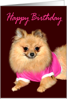 Birthday with a Pomeranian Wearing a Pink Shirt on Burgundy card