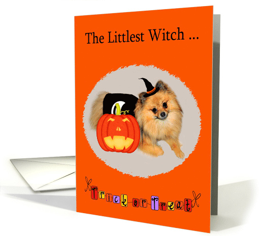 Halloween with a Pomeranian the Littlest Witch and a Jack... (601430)