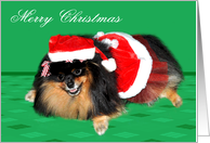 Christmas, Pomeranian as Mrs. Santa Claus on light green, red text card