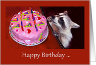 Birthday with an Adorable Raccoon Eating a Decorated Cake card