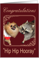 Congratulations, Raccoon with hand on Pomeranian in frame, burgundy card