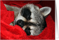 Get Well, feel better, general, raccoon sleeping in a dark red blanket card