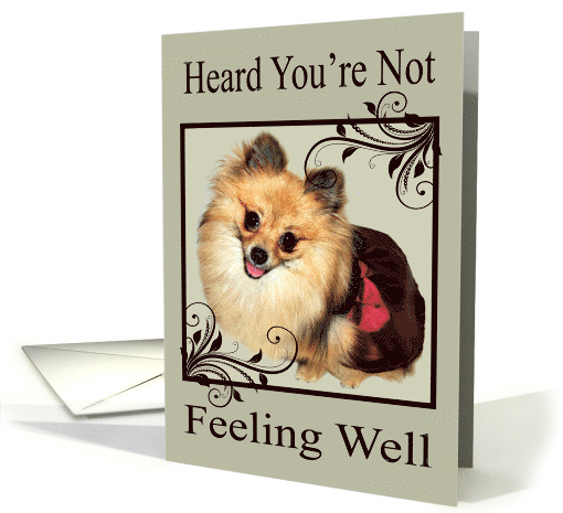 Get Well Feel Better with a Pomeranian Smiling in Fancy Frame card